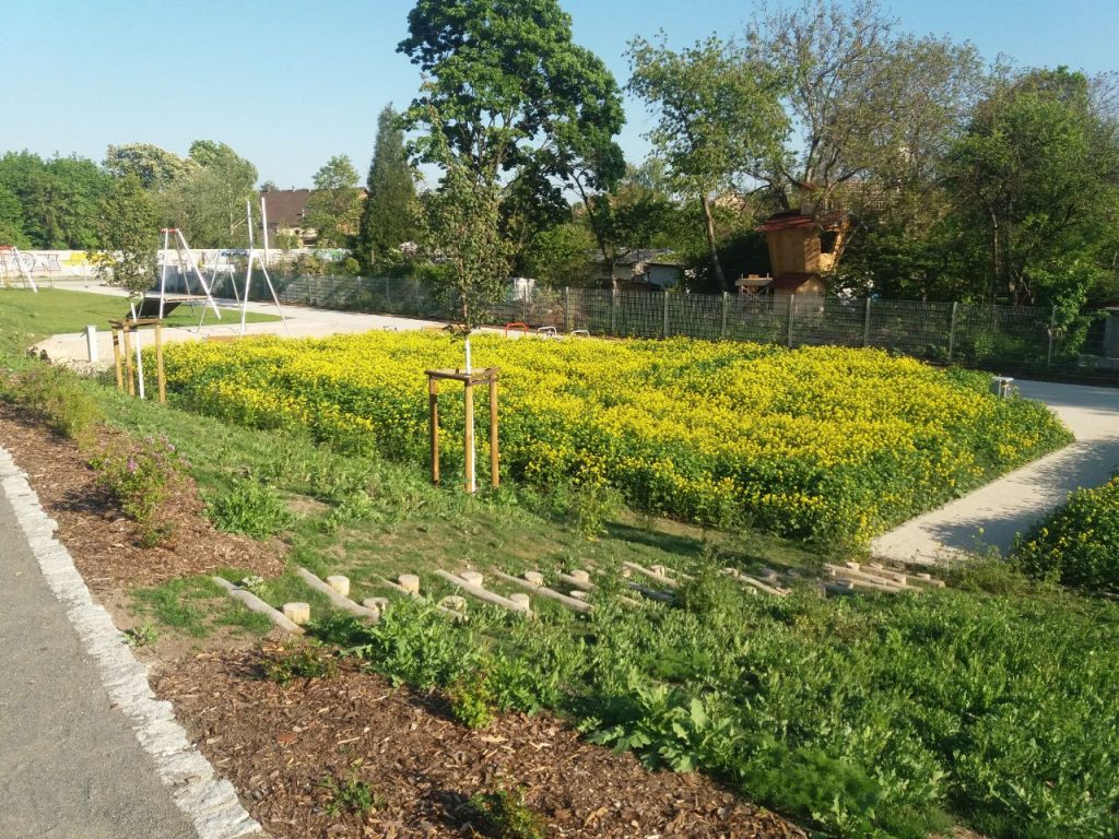 Zwischenfrucht auf der Gartenfläche. (Volker Croy)