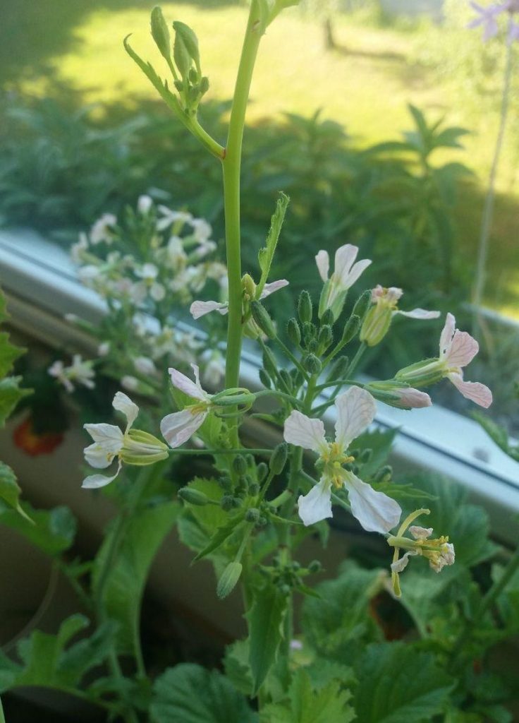 Radieschenblüten auf einer Fensterbank. (Volker Croy)