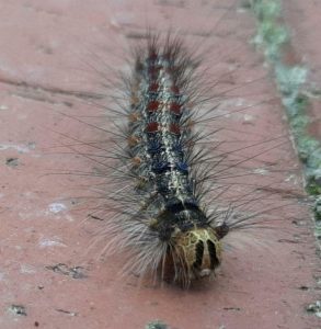 Foto einer Schwammspinnerraupe am Boden