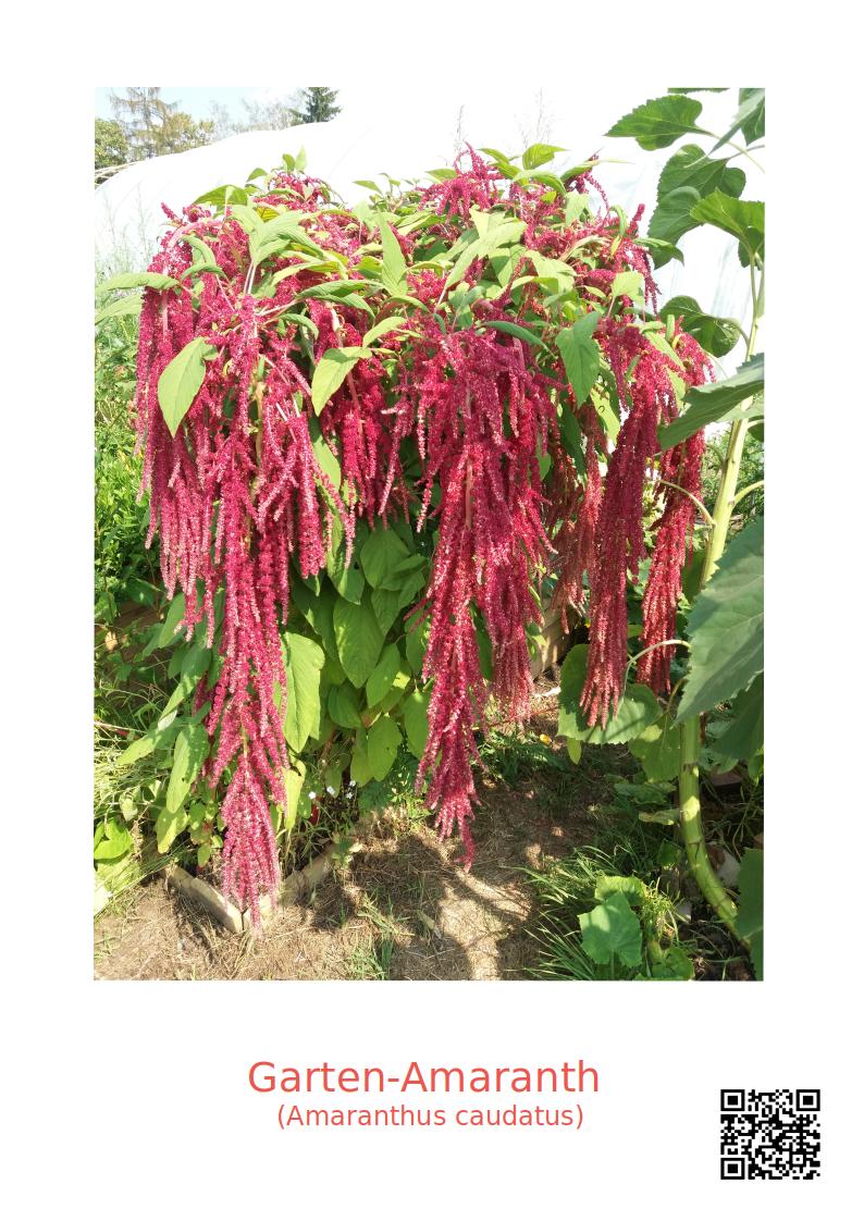 Garten Amaranth