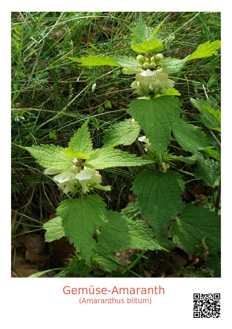 Gemüse Amaranth