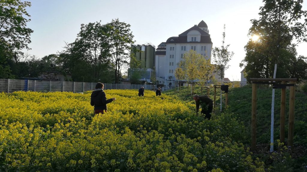 Gärtner beackern die Zwischenfrucht am Alberthafen. (Paul Stadelhofer)