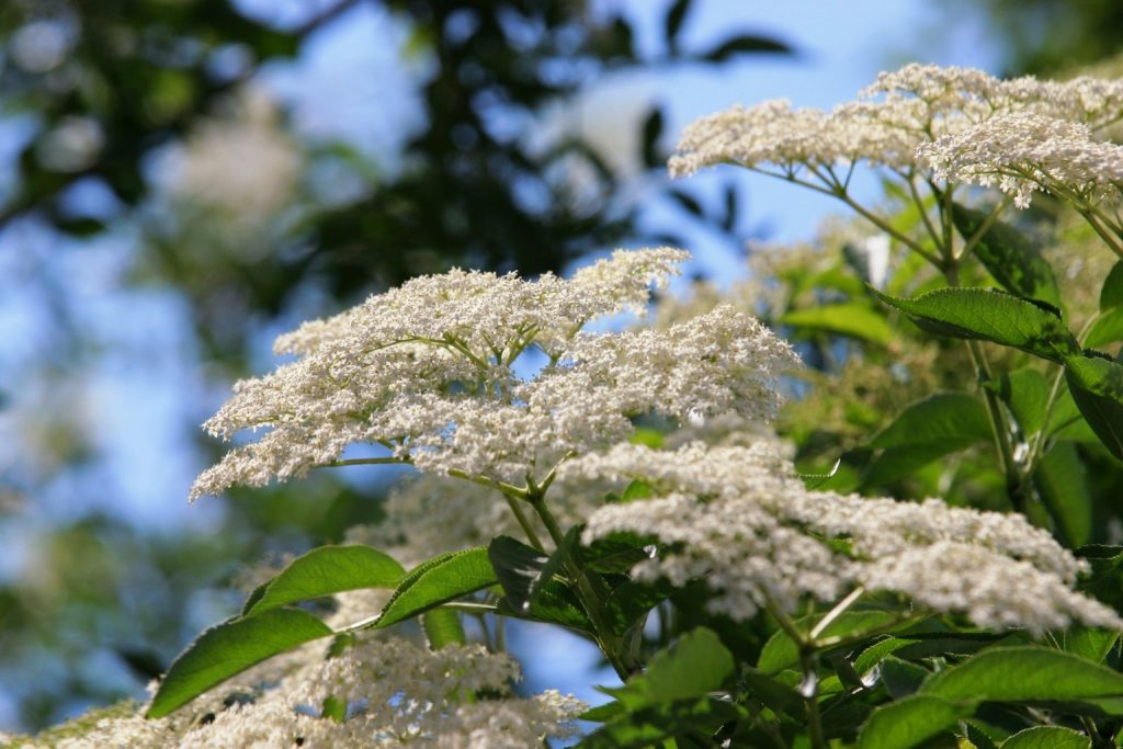 Holunderblüte von JeLUF aufgenommen, Quelle: Wikimedia, Lizenz: CC BY-SA 1.0