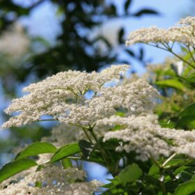 Holunderblüte von JeLUF aufgenommen, Quelle: Wikimedia, Lizenz: CC BY-SA 1.0