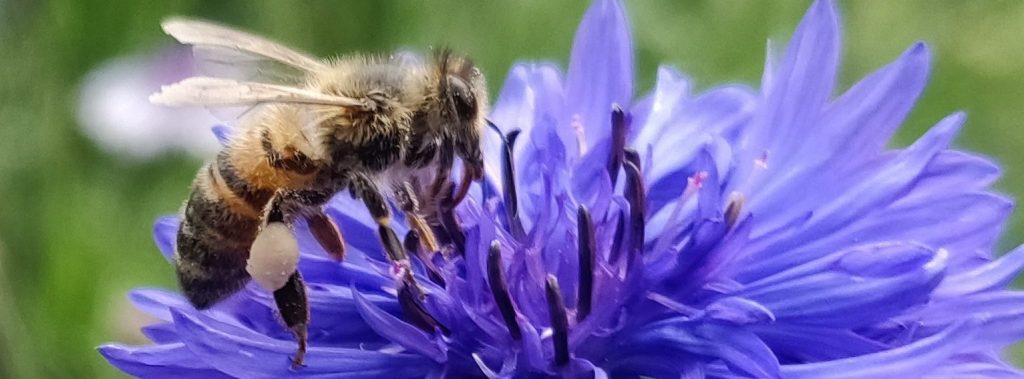Eine Biene auf einer Kornblumenblüte. (Paul Stadelhofer)