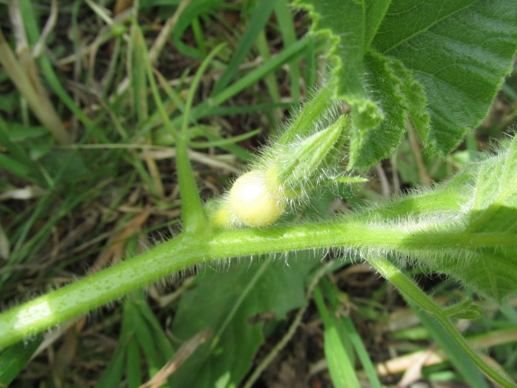 eine Kürbisknospe mit schon sichtbarer Frucht