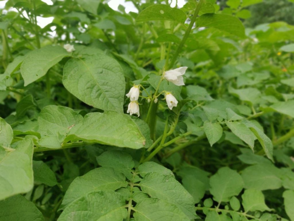 Eine Kartoffelblüte. (Paul Stadelhofer)