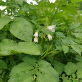 Eine Kartoffelblüte. (Paul Stadelhofer)