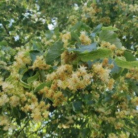 Linden in zweiter Blüte im Juni. (Paul Stadelhofer)