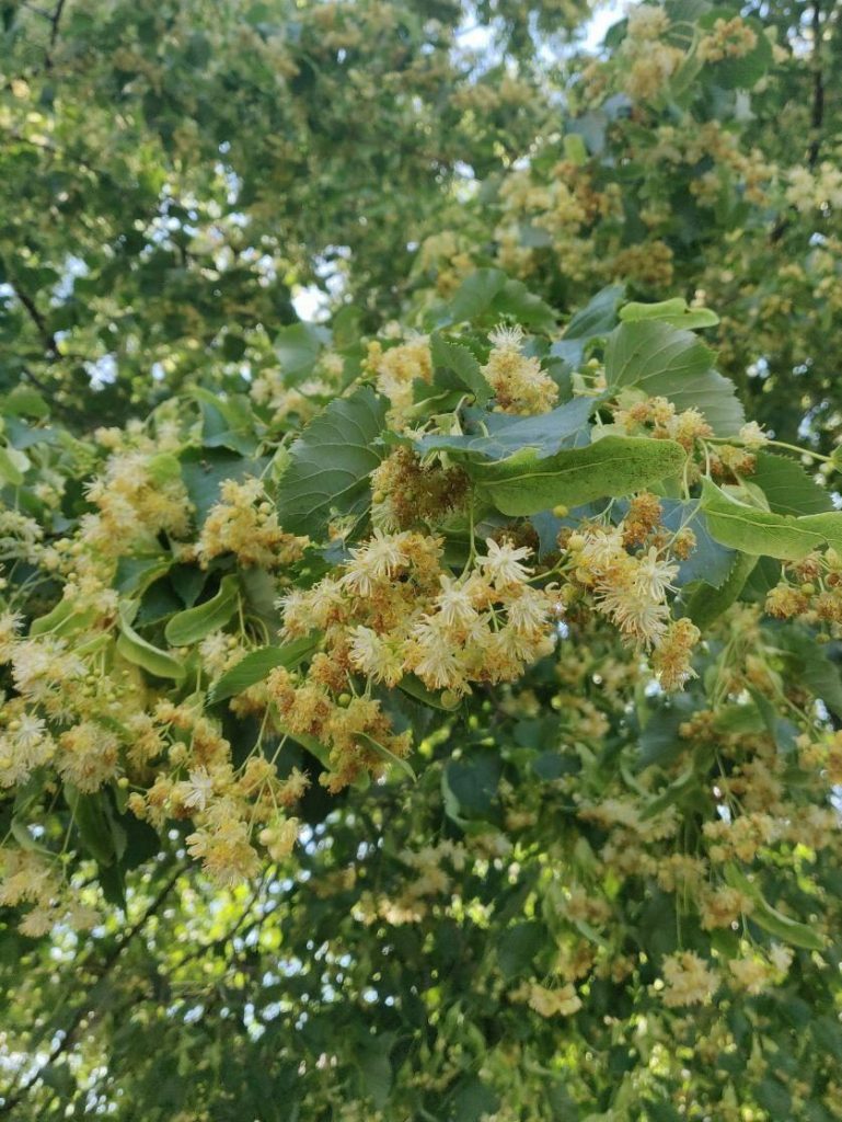 Linden in zweiter Blüte im Juni. (Paul Stadelhofer)