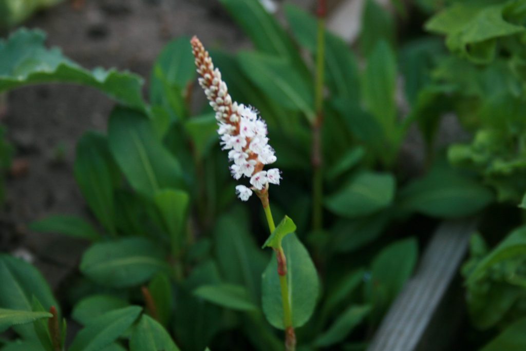 Wiesenknöterich Blüte