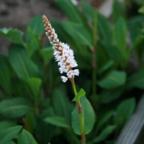 Wiesenknöterich Blüte