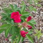 Essbare Rose, Blütenstand, GEH8 Kunstraum