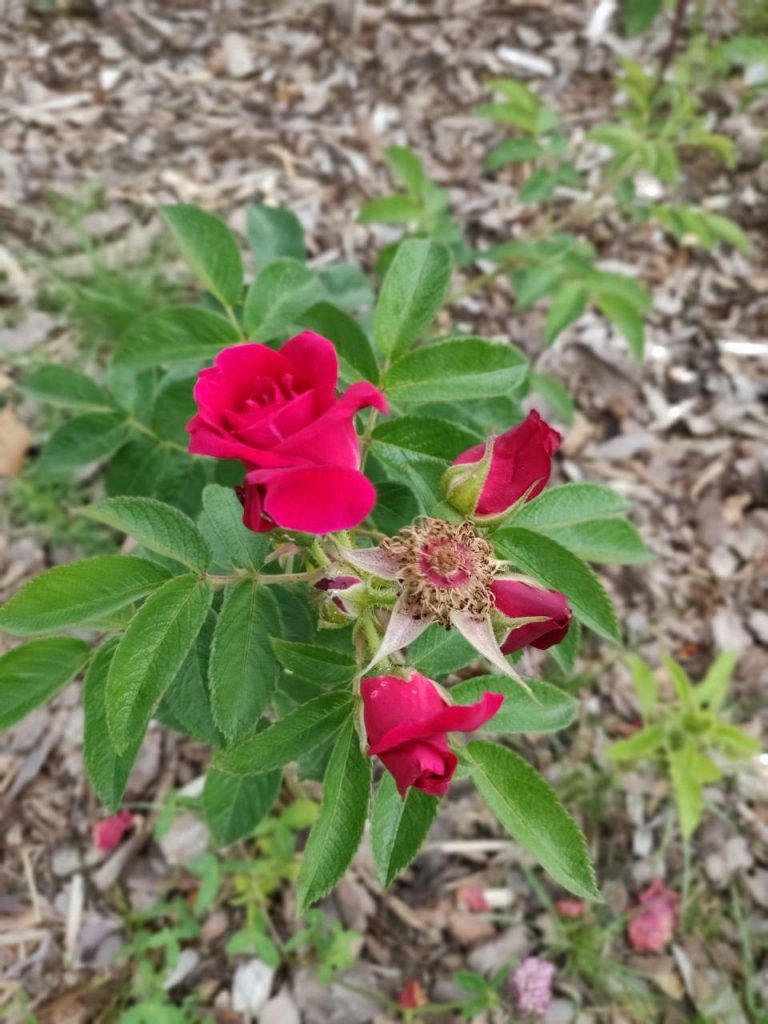 Essbare Rose, Blütenstand, GEH8 Kunstraum