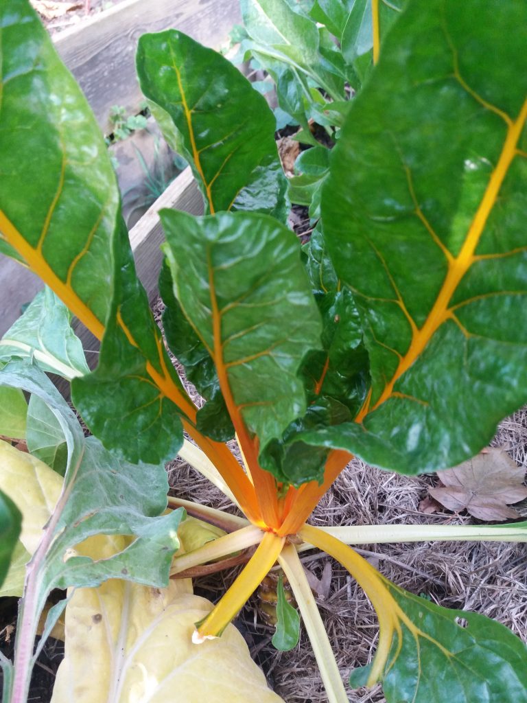 Eine gelb-grüne Mangoldpflanze im Freien.