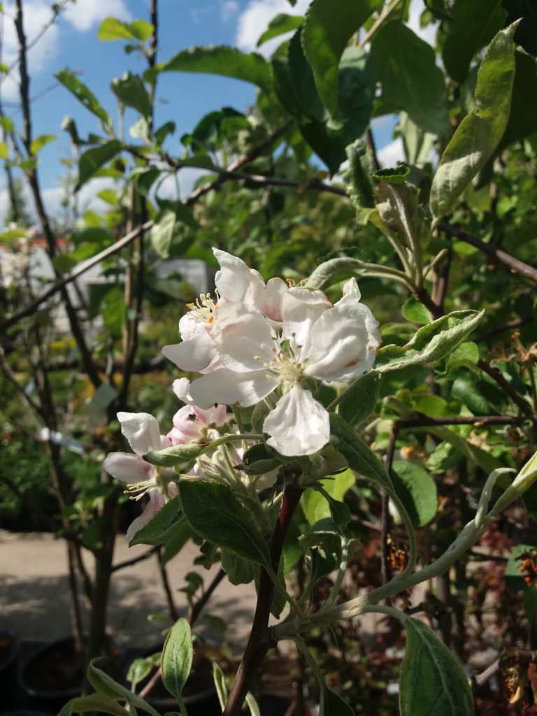 Eine Apfelblüte an einem Zweig.