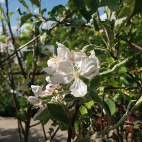 Eine Apfelblüte an einem Zweig.