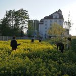 Gärtner beackern die Zwischenfrucht am Alberthafen. (Paul Stadelhofer)