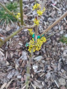 Die neuen Treibe an der essbaren Hecke vor dem GEH8 Kunstraum.