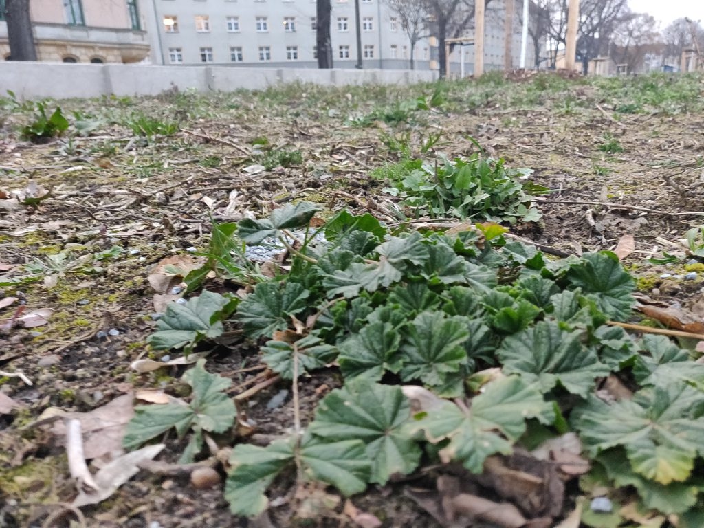 Eine junge und wilde Malve im offenen Garten auf der Gehestraße.