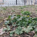 Eine junge und wilde Malve im offenen Garten auf der Gehestraße.