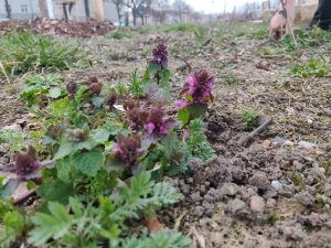 Die ersten Taubnessel-Blüten auf der noch wilden Gartenfläche an der Gehestraße.