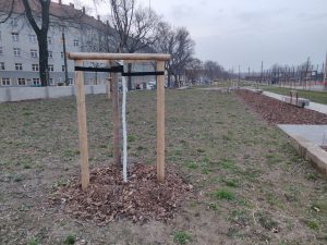 Junge Obstbäume im Gemeinschaftsgarten in Pieschen.