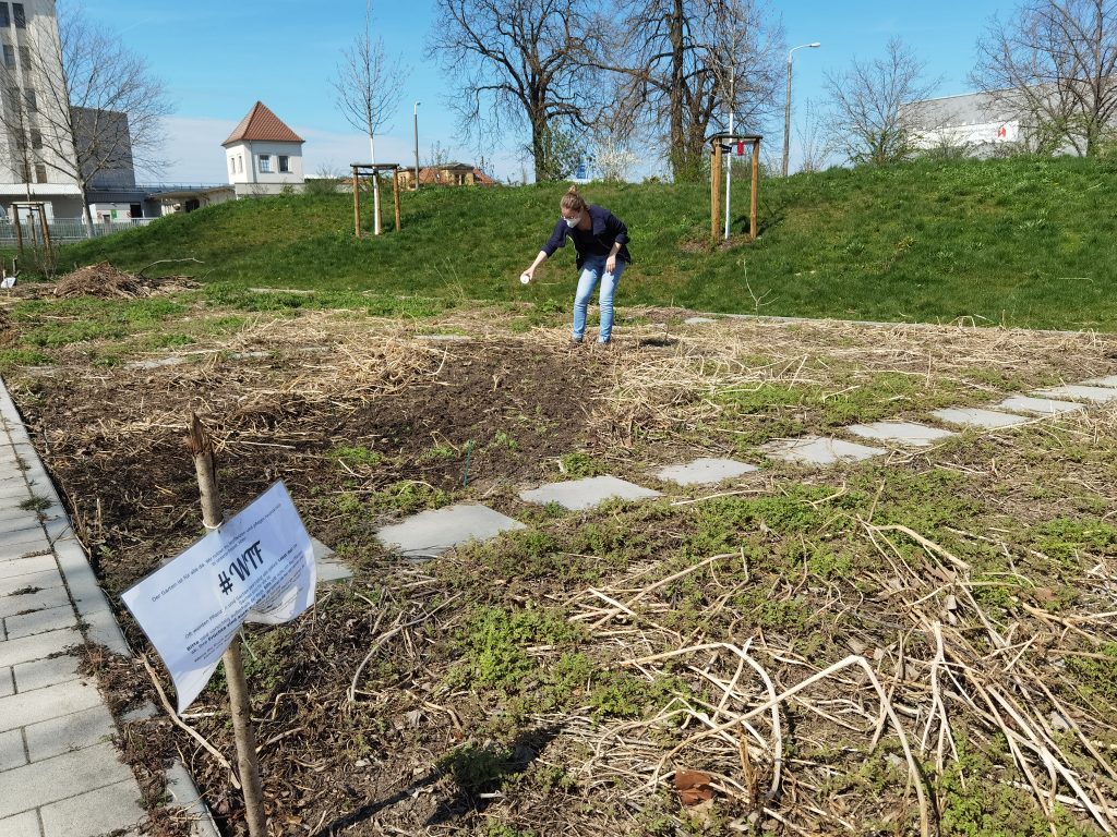 Die erste WIldbienenmischung wurde schon ausgesät.