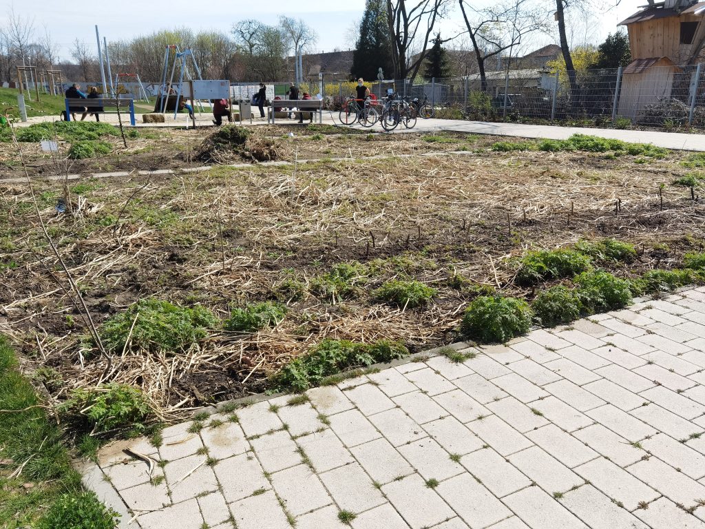 Die essbare Hecke im offenen Garten am Alberthafen. Die Phacelia aus der Gründüngung vom Vorjahr treibt wieder aus.