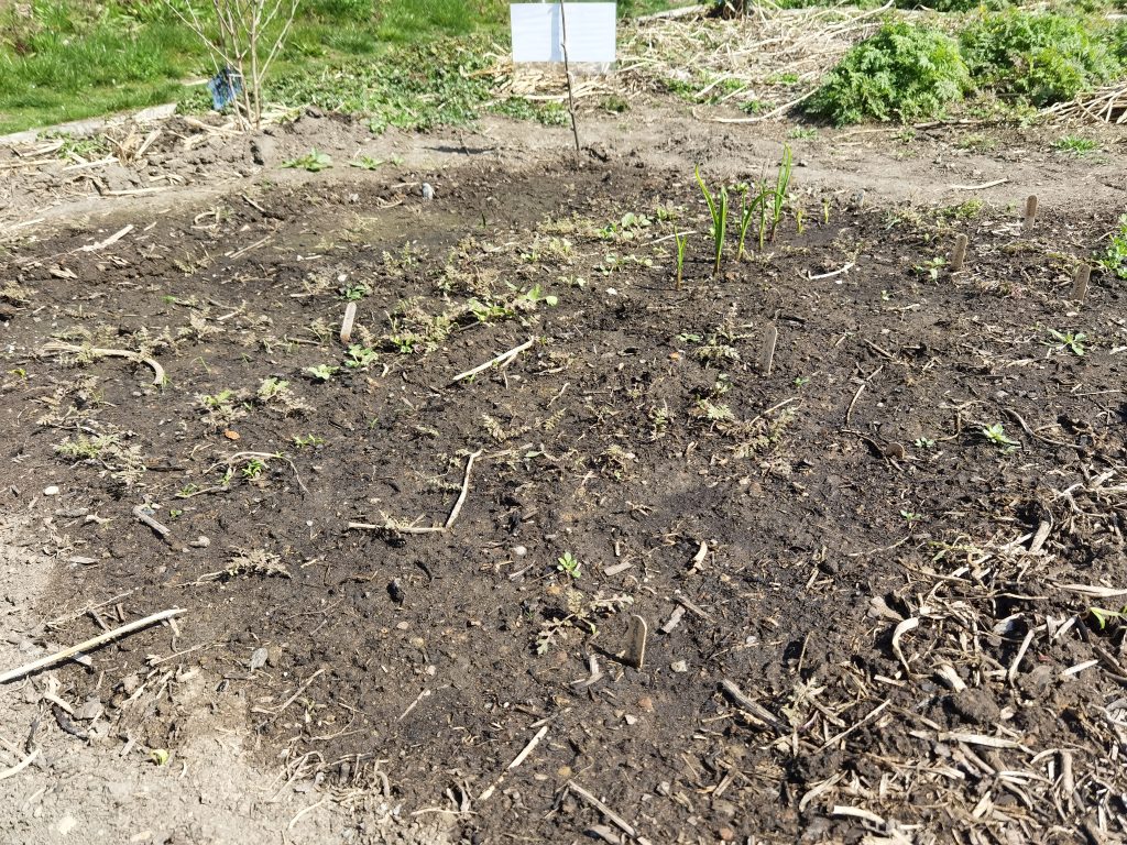 Im Frühbeet wachsen unter anderem Knoblauch, Bergerbsen und Radieschen. 