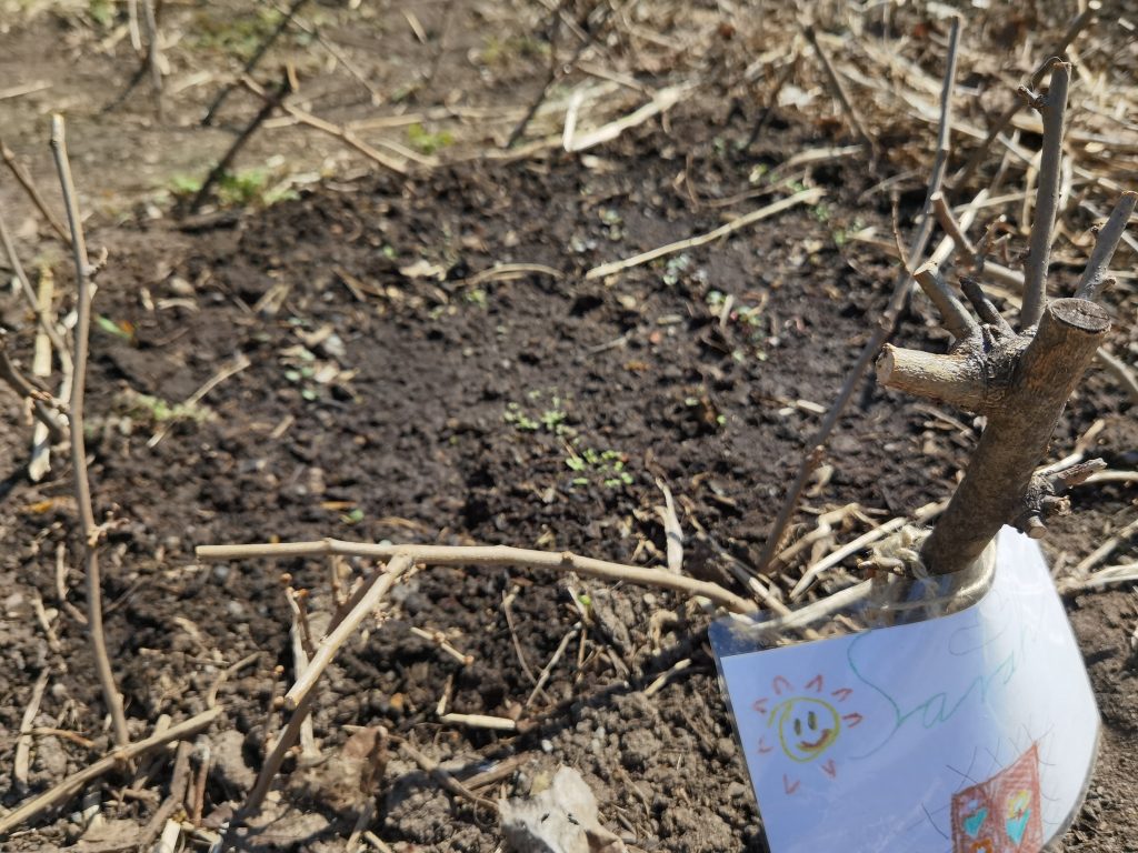 Im Kinderbeet wachsen schon Radieschen und Salat.