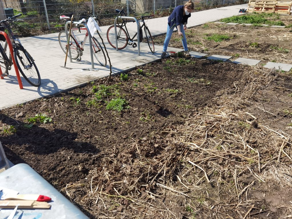 Eine bunte Mischung aus Sonnenblumen, Kornblumen und Ringelblumen treibt auf dem Blühstreifen am Fahrradständer neu aus.