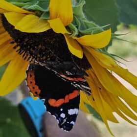 Schmetterling auf einer Sonnenblume