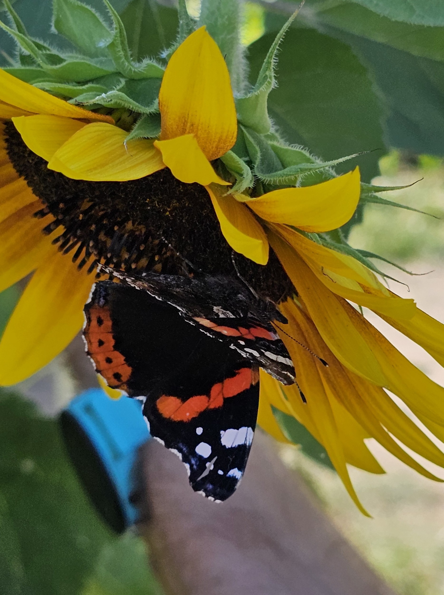 Schmetterling auf einer Sonnenblume
