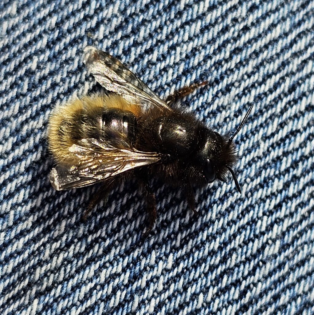 Erdbiene auf einer Jeans-Hose.