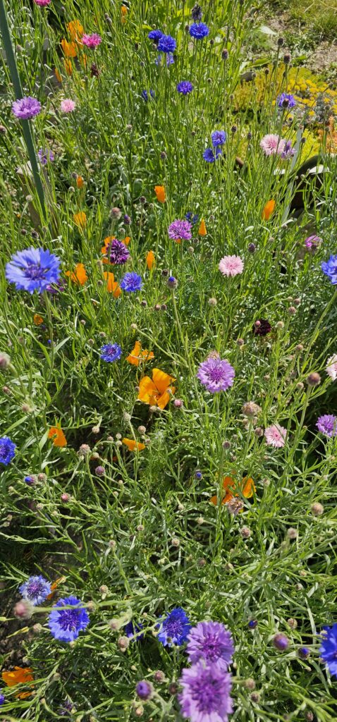 Blumenwiese mit Kornblumen.