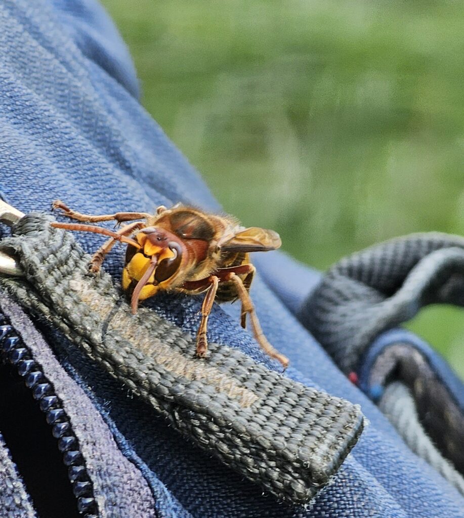 Hornisse auf einem Rucksack