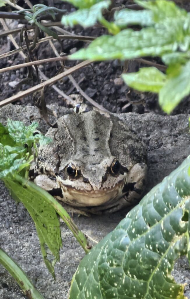 Die neue Kröte im Garten auf der Gehestraße.