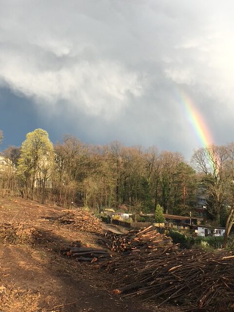 Ein Regenbogen über dem abgeholzten Wäldchen am Holunderweg.